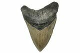 Serrated, Fossil Megalodon Tooth - North Carolina #273033-1